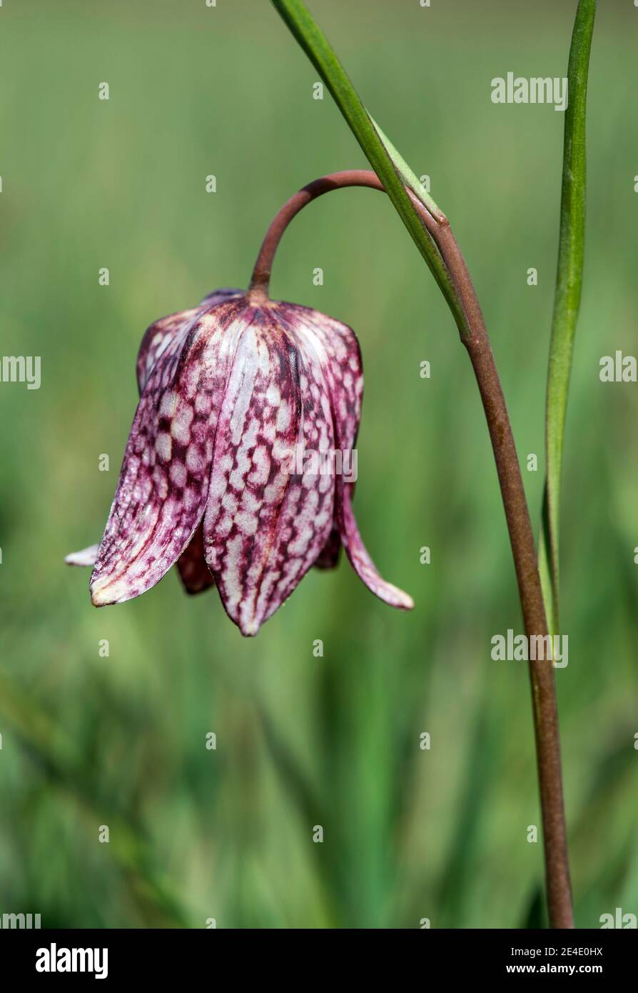 Fiore della testa di serpente fritillary, (Fritillaria meleagris), famiglia Lily (Liliaceae), Les Brenets, Giura, Svizzera Foto Stock