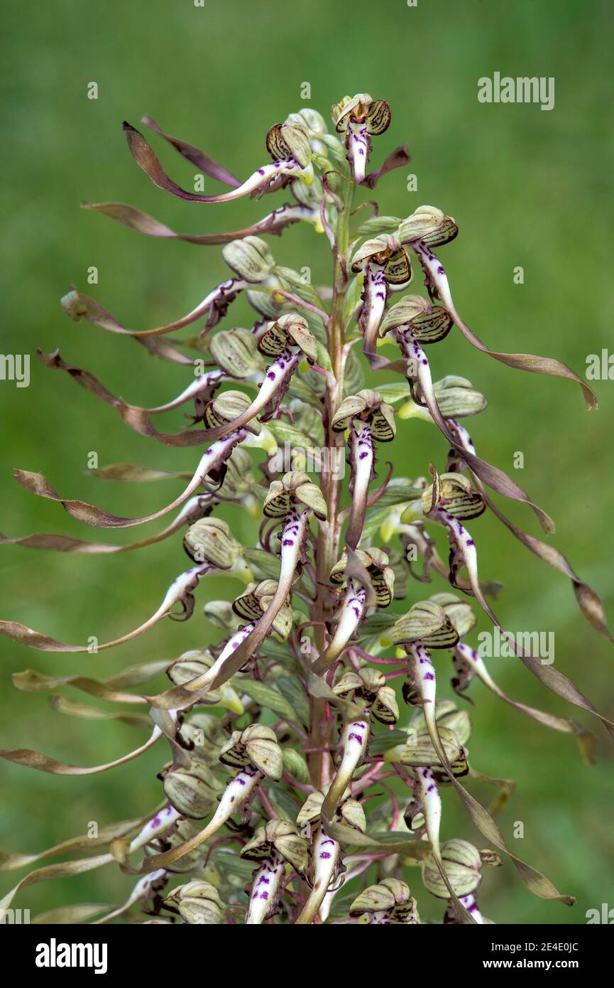 Infiorescenza di Orchidea di Lizard (Himantoglossum hircinum), orchidea terrestre, Orchidea, Svizzera Foto Stock