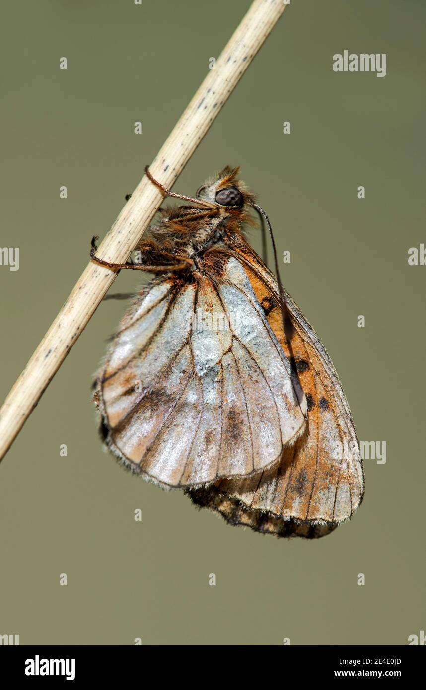 frittillary marmorizzato (Brenthis daphne), una farfalla a piede spazzolato (famiglia Nymphalidae), Chancy, Ginevra, Svizzera Foto Stock