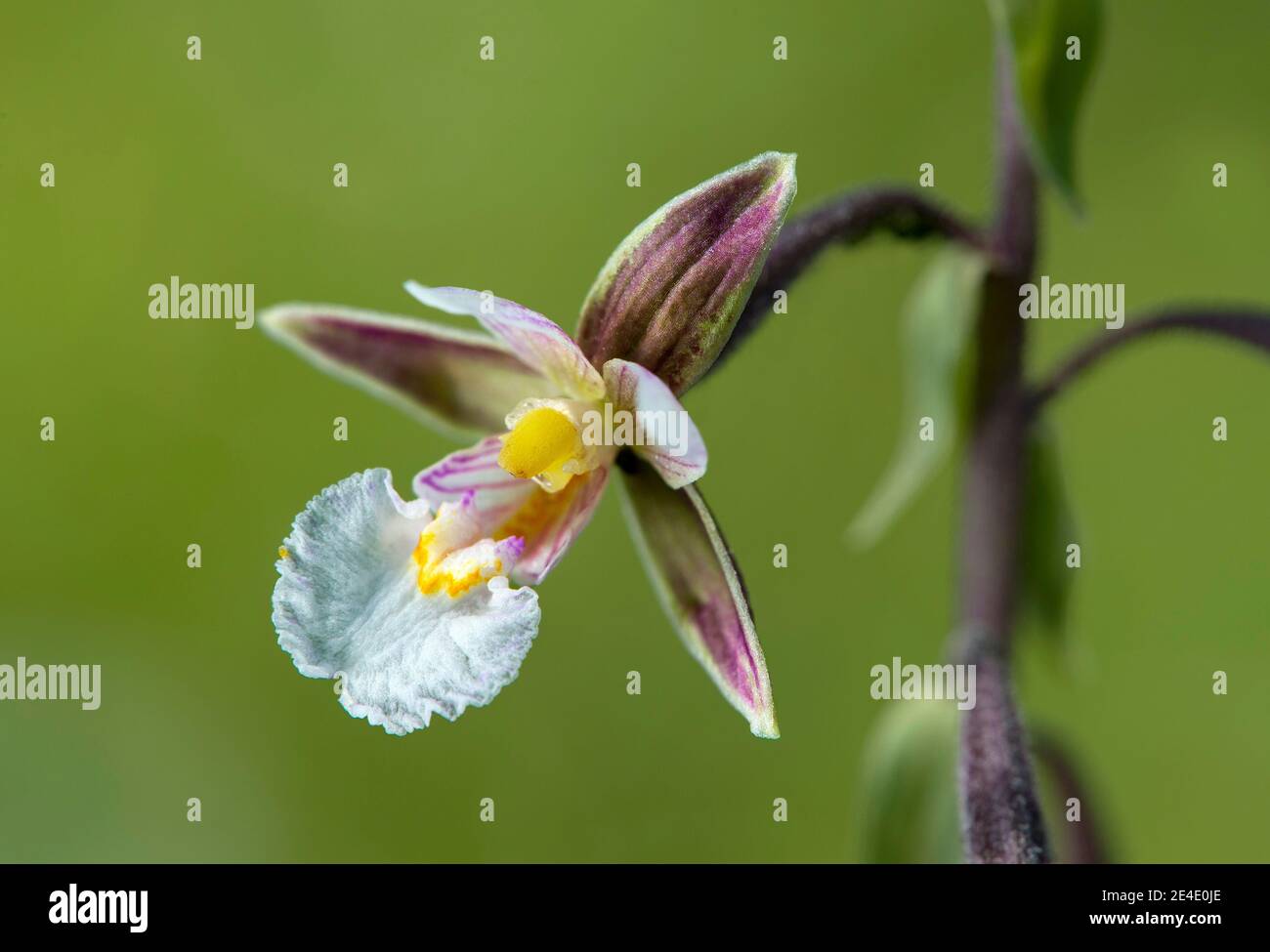 Marsh helleborine (Epipelactis palustris), orchidea terrestre (Orchisacea), Chancy, Ginevra, Svizzera Foto Stock