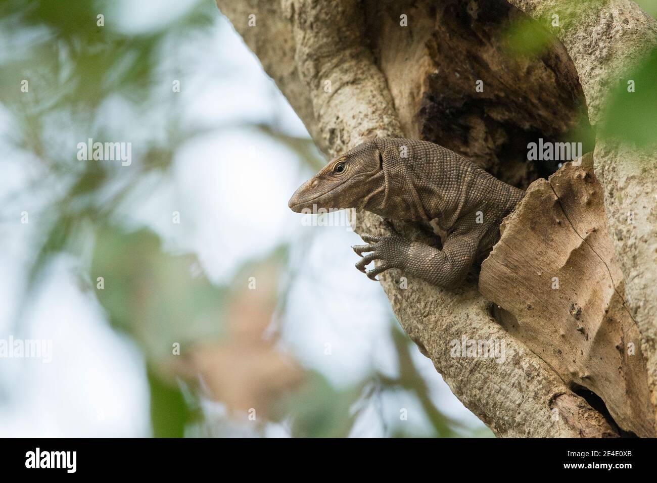 Il Bengala monitor (Varanus bengalensis) o comuni monitor indiano Foto Stock