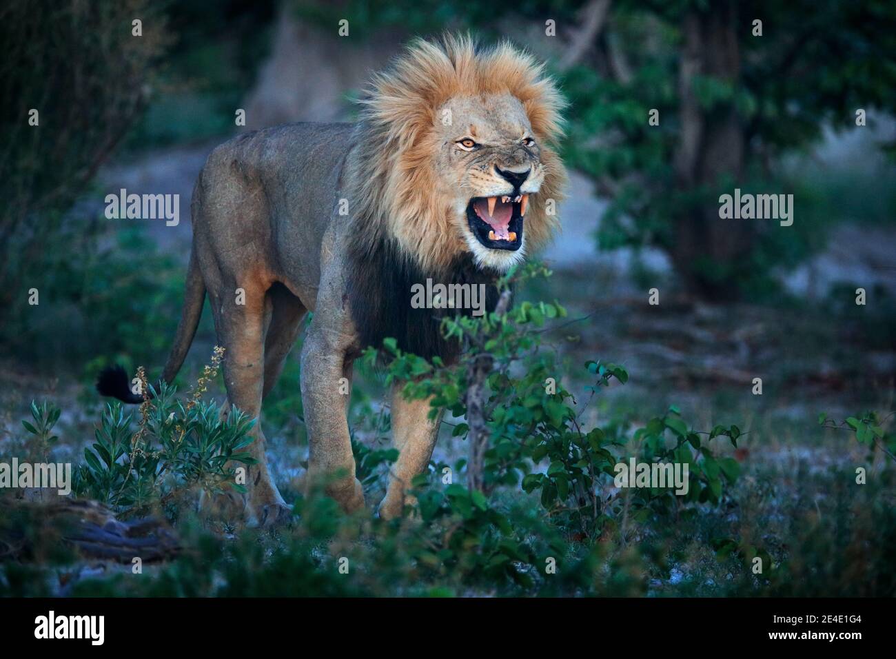 Leone di Mane con museruola aperta con dente. Ritratto di coppia di leoni africani, Panthera leo, dettaglio di grandi animali, Okavango delta, Botswana, Africa. Gatti Foto Stock