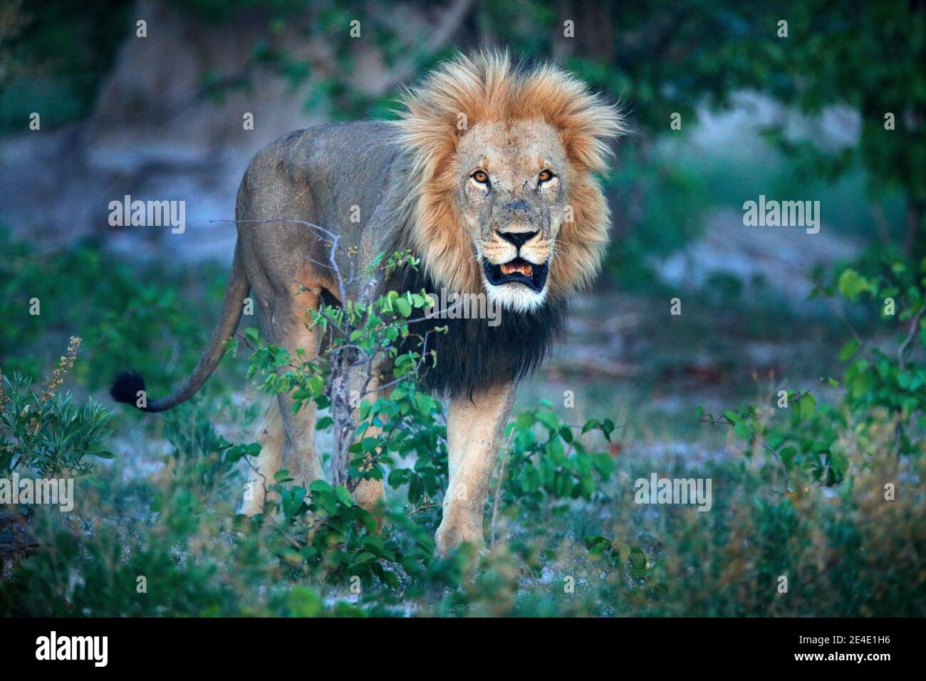 Leone di Mane con museruola aperta con dente. Ritratto di coppia di leoni africani, Panthera leo, dettaglio di grandi animali, Okavango delta, Botswana, Africa. Gatti Foto Stock