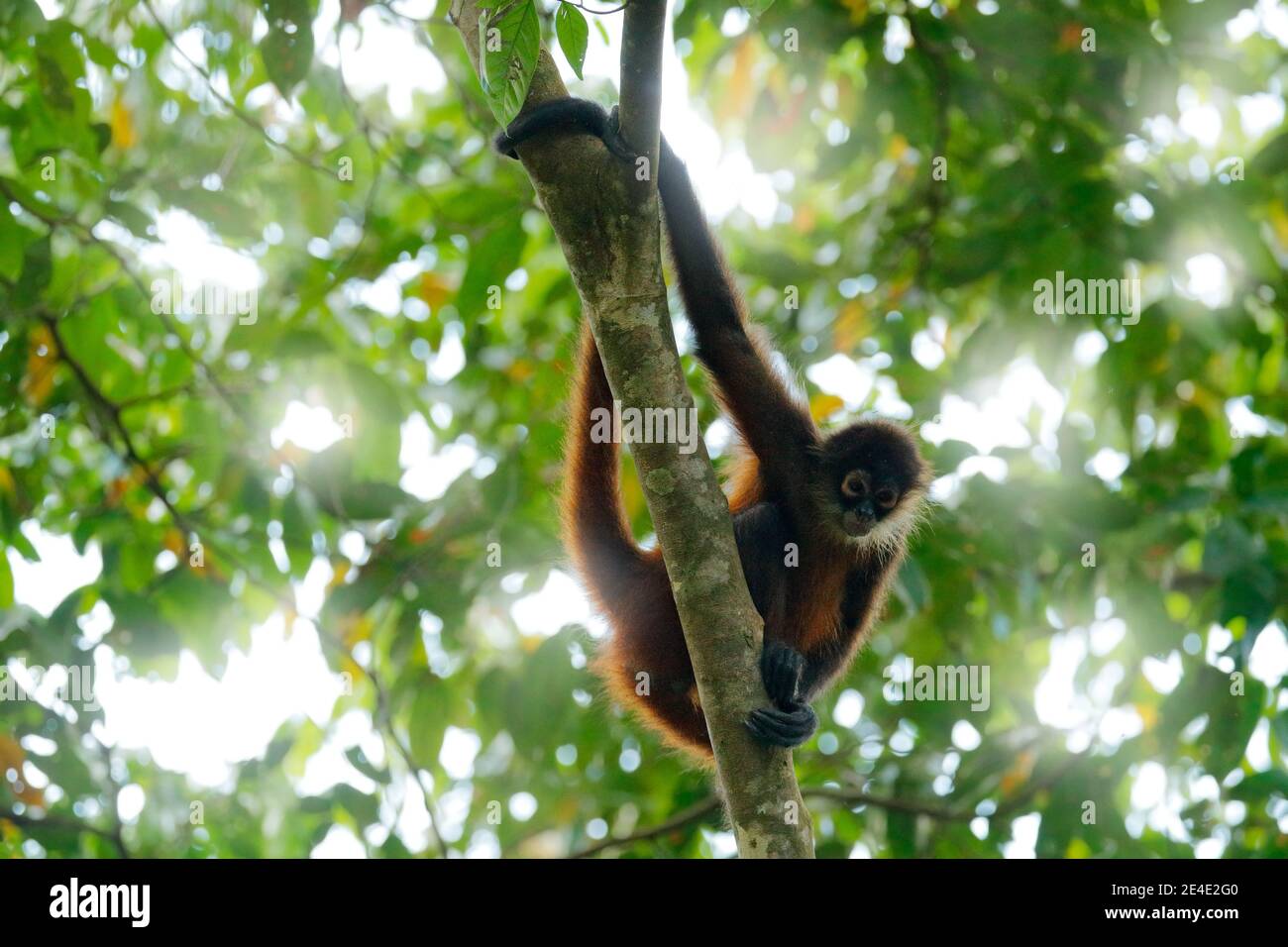 Scimmia ragno sulla corona dell'albero. Fauna selvatica verde della Costa Rica. Scimmia Ragno con la mano nera che siede sul ramo dell'albero nella oscura foresta tropicale. Anima Foto Stock