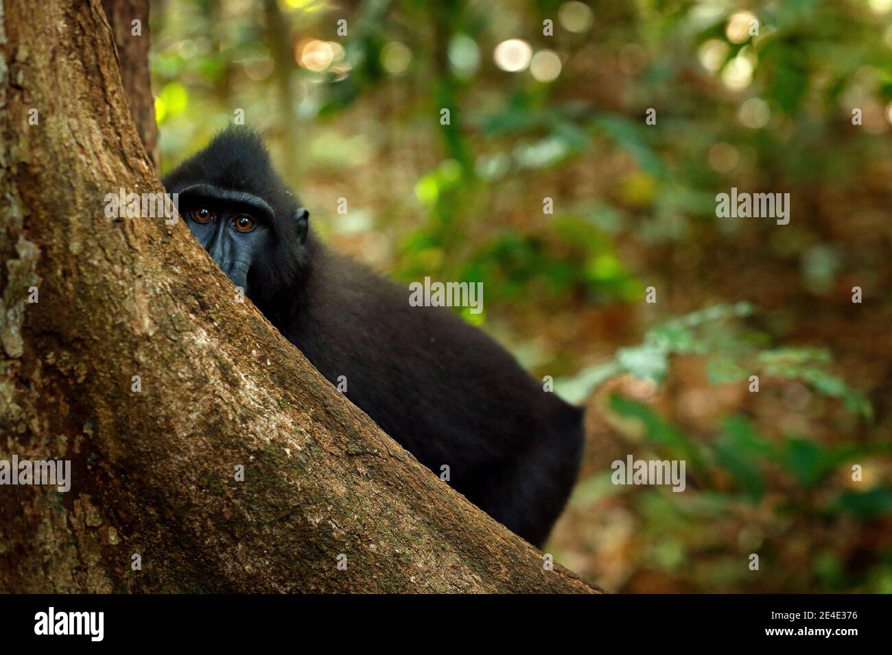 Scimmia nella foresta scura. Celebes crested Macaque, Macaca nigra, seduto nell'habitat naturale, fauna selvatica dall'Asia, natura di Tangkoko su Sulawesi, Indon Foto Stock