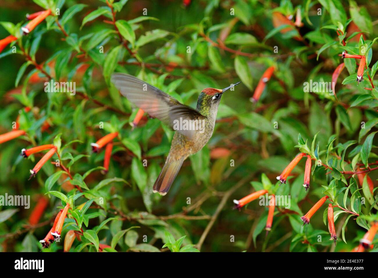 Fioriceps Anthocephala di BlossomCrown, colibrì, in giardino fiorito di fiori rossi, Santa Marta in Colombia. Uccelli volare nell'habitat naturale. Fauna selvatica nel col Foto Stock