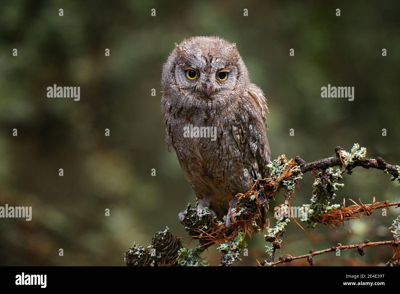 Scope Owl, Otus scope, seduto sul ramo dell'albero nella foresta oscura. Fauna selvatica scena animale dalla natura. Piccolo uccello, gufo primo piano dettaglio ritratto in Foto Stock