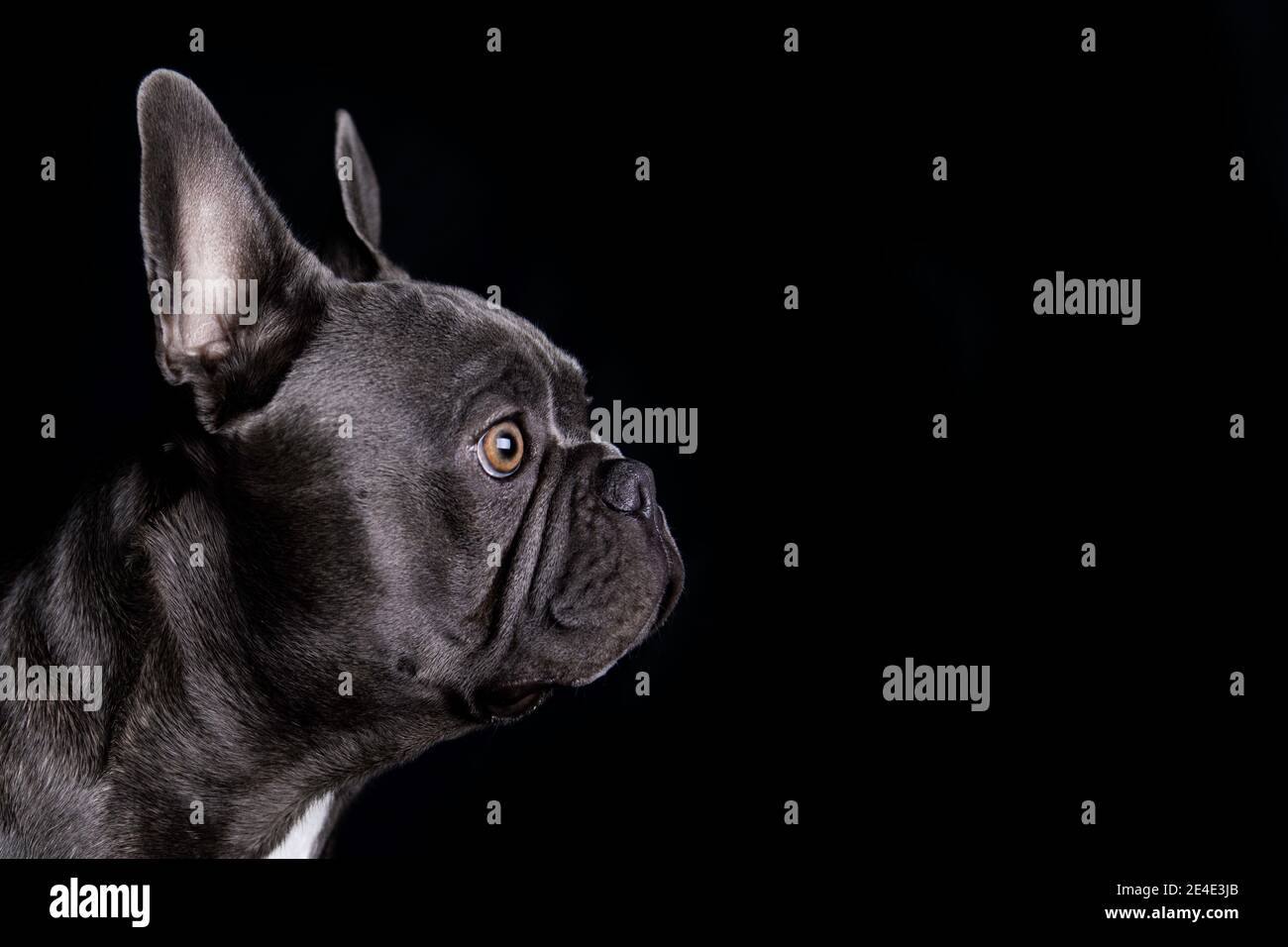 Bel cane grigio bulldog francese guardando, su sfondo nero Foto Stock