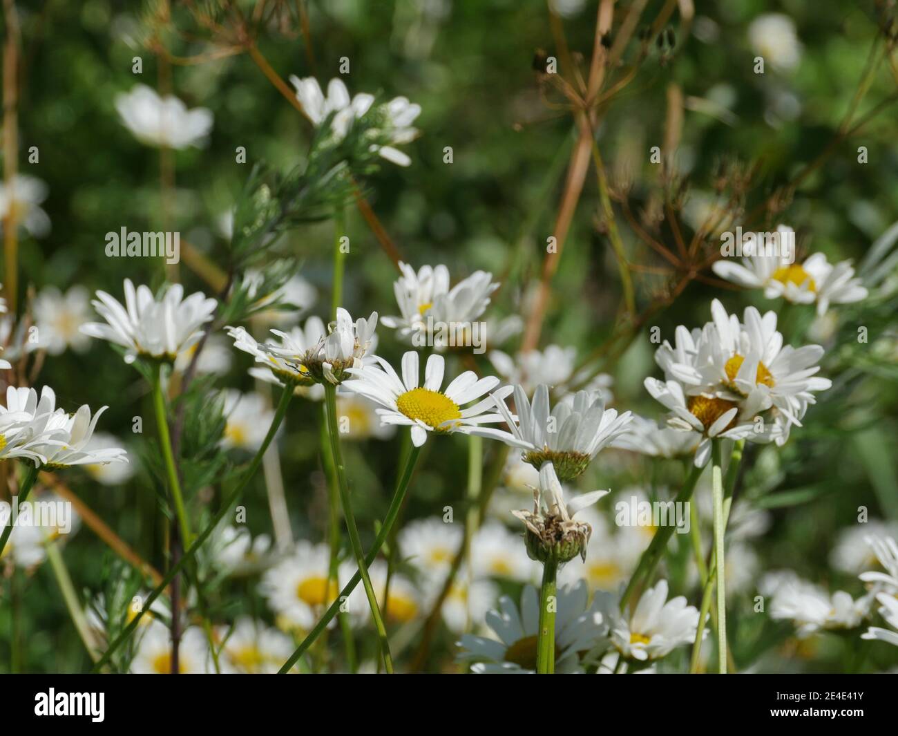 margherite molti fiori bianchi da vicino su uno sfondo di verde prati Foto Stock
