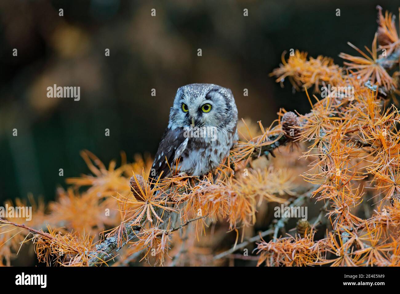 Gufo nascosto nel larice giallo. Uccello con grandi occhi gialli. Gufo boreale nell'arancia lasciare la foresta d'autunno in Europa centrale. Dettaglio ritratto di bir Foto Stock