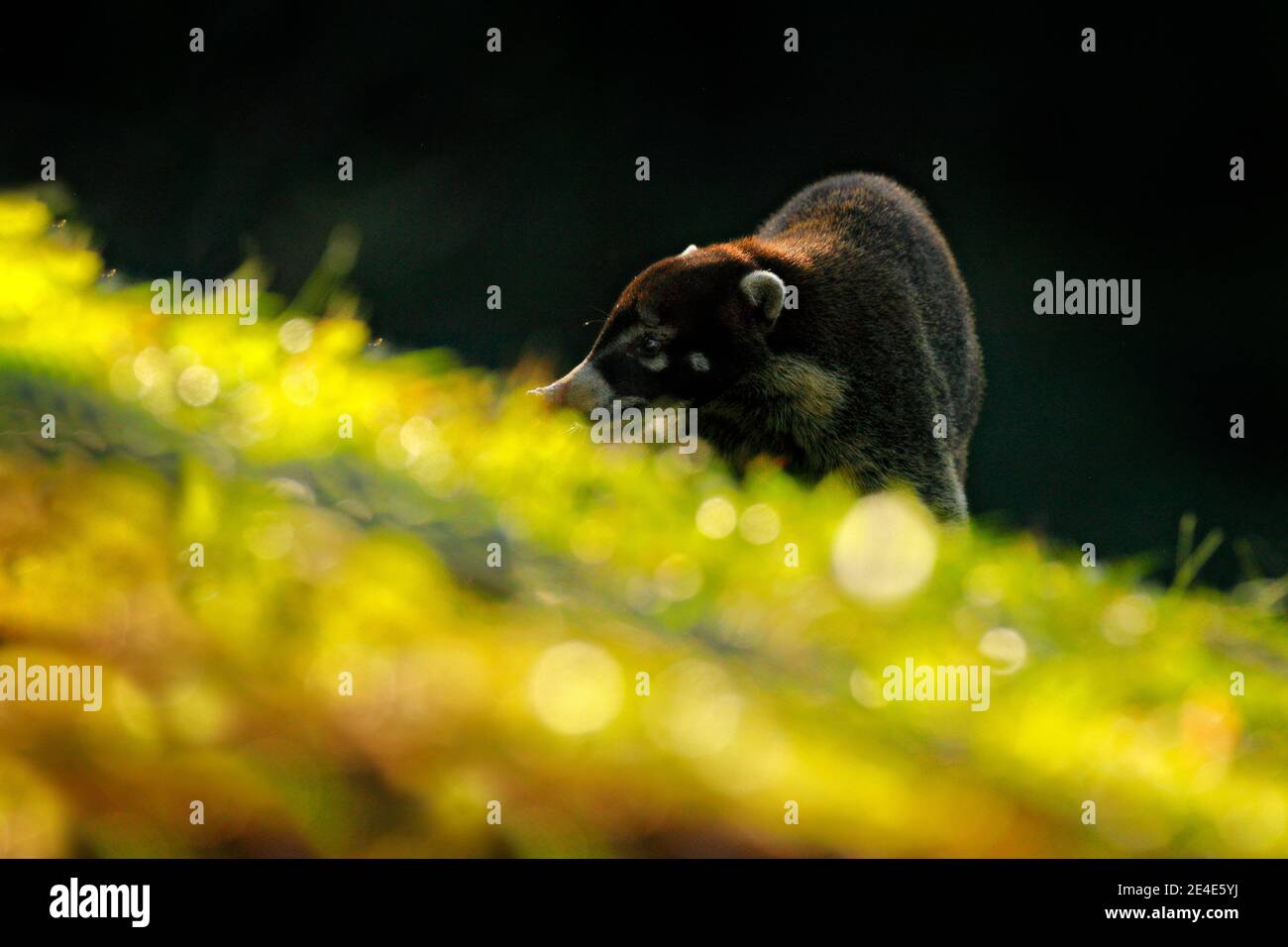 Fauna selvatica Costa Rica. Coati dal naso bianco, Nasua narica in erba verde, giungla tropicale, Costa Rica. Animale in habitat forestale, vegetazione verde. Fro. Animale Foto Stock