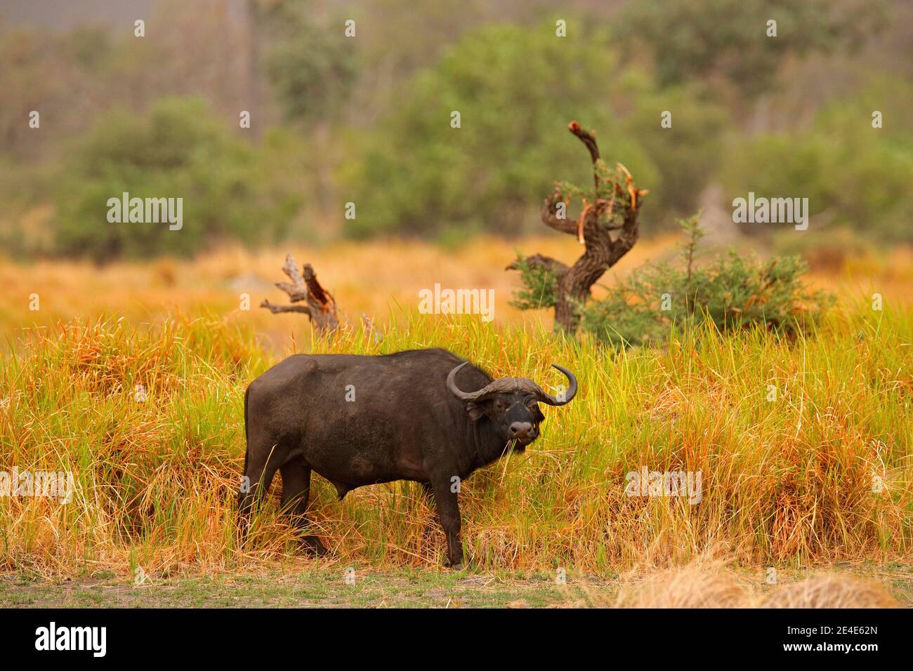 Bufalo africano, Cyncerus cafer, savana in piedi con erba gialla, Moremi, Okavango delta, Botswana. Scena faunistica dalla natura africana. Animale grande Foto Stock Bufalo africano, Cyncerus cafer, savana in piedi con erba gialla, Moremi, Okavango delta, Botswana. Scena faunistica dalla natura africana. Animale grande Foto Stock