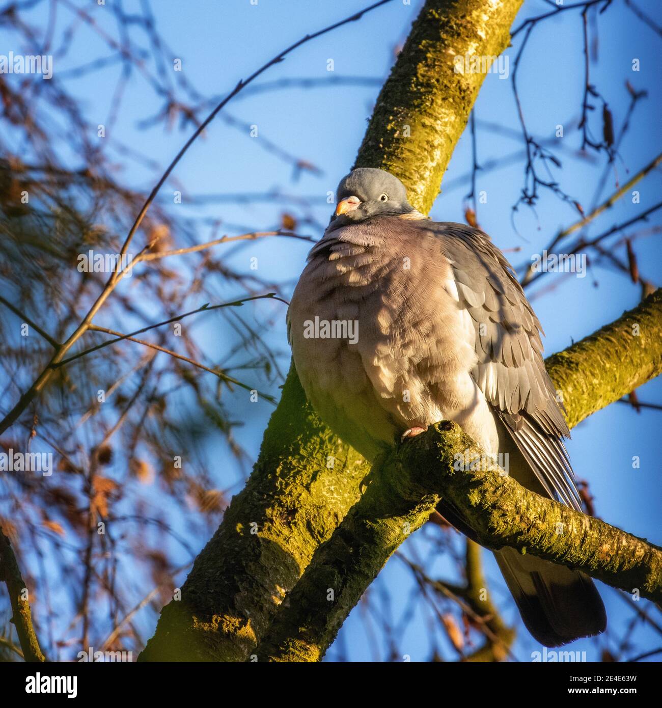 Fauna selvatica del Regno Unito: Woodpigeon comune (Columba Palumbus) con piume piume piombate su una mattina fredda di inverno - mantenere caldo Foto Stock