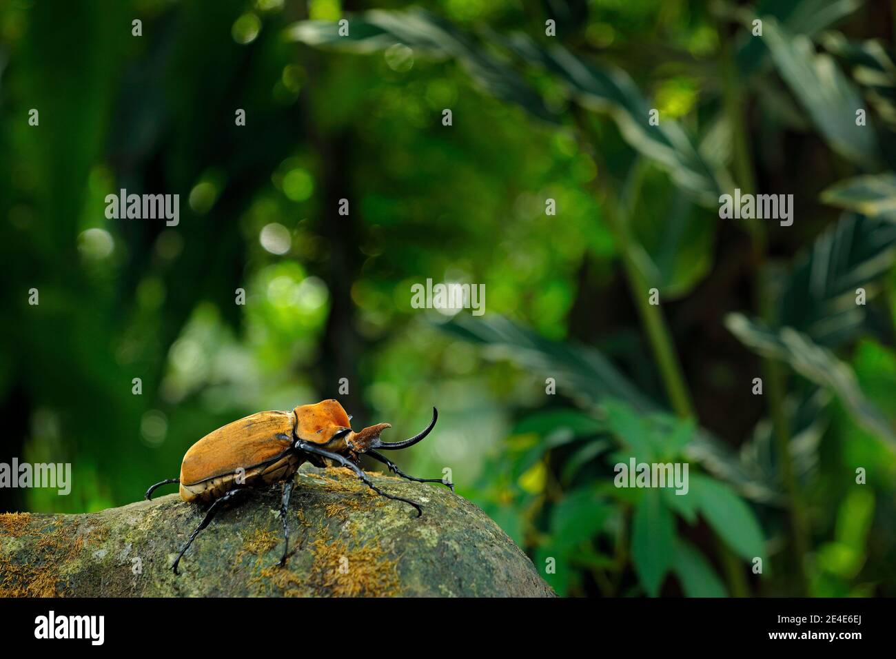 Rhinoceros elefante scarabeo, Megasoma elephas, grande insetto dalla foresta pluviale in Costa Rica. Beetle seduto sulla pietra nel verde habitat della giungla. Ampio ang Foto Stock