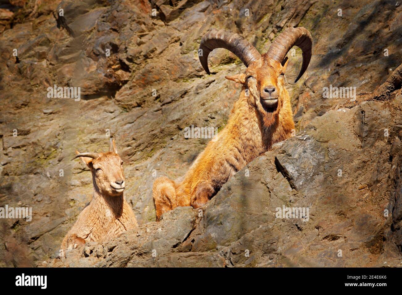 Zur caucasica occidentale, Capra caucasica, seduto sulla roccia, animali in pericolo nell'habitat naturale, Montagne del Caucaso, descrizione della gamma Georgia e R. Foto Stock