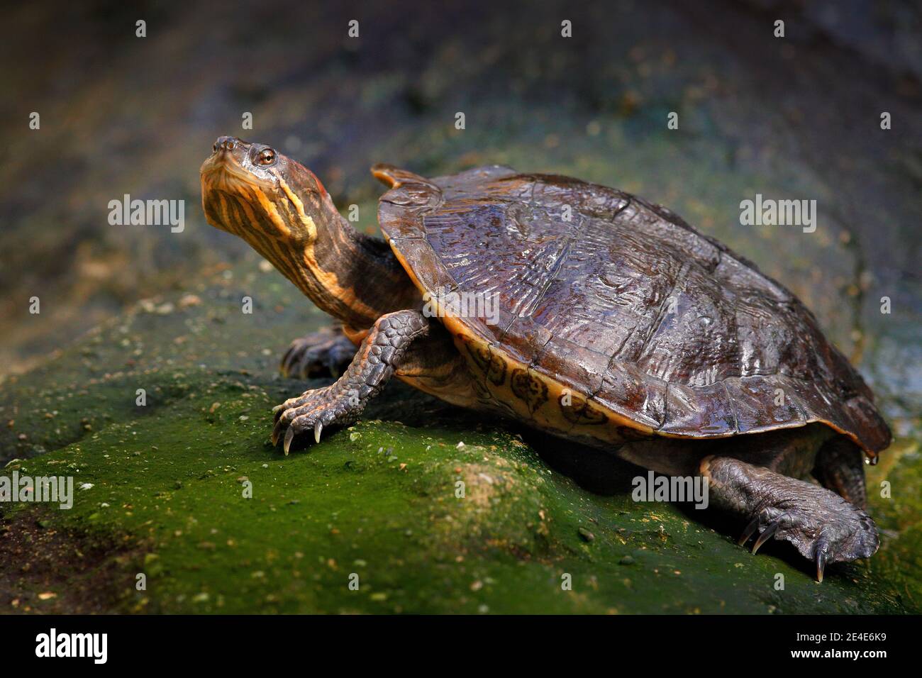 Cursore cubano, Trachemys decussata, tartaruga nell'habitat naturale. Cursore seduto sulla pietra vicino all'acqua, Cuba, Isole Caraibi. Tartaruga nella na Foto Stock