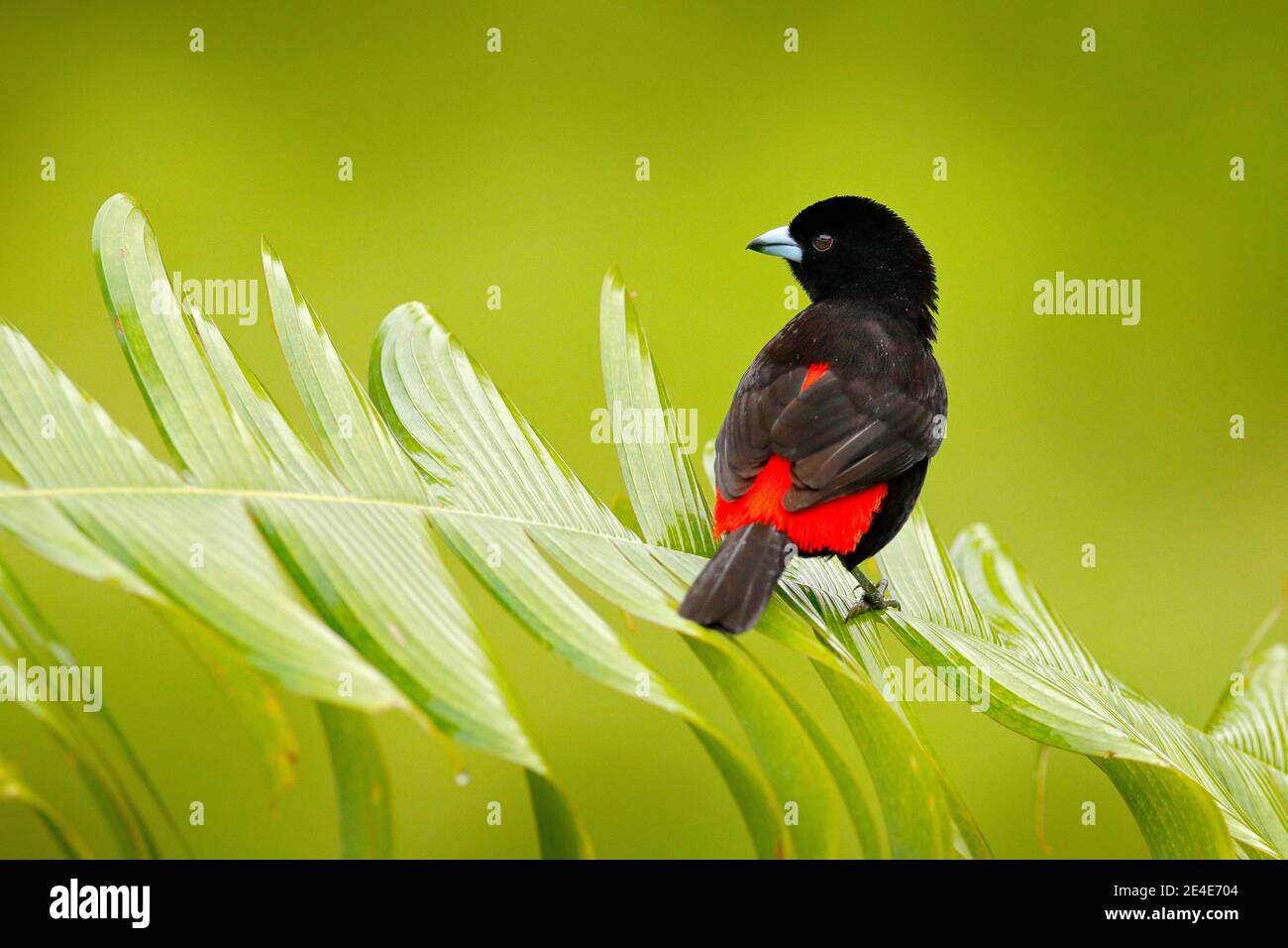 Tanager, Ramphocelus passerinii, uccello rosso e nero tropicale esotico del Costa Rica, in habitat naturale verde della foresta. Canzone nera e rossa Foto Stock