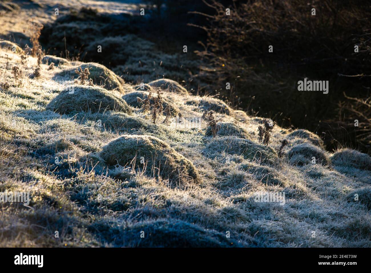 La casa di ANTS UK Foto Stock