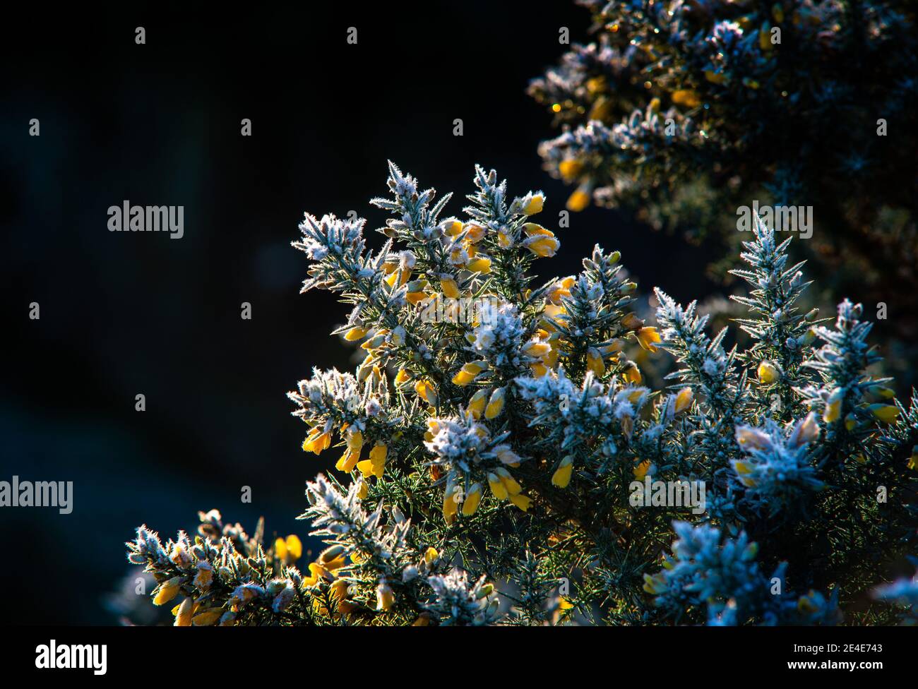 I fiori gialli della Gorse comune (Ulex europaeus) Una mattina di gennaio nel nord dell'Inghilterra con un duro gelo su questa pianta dura Foto Stock