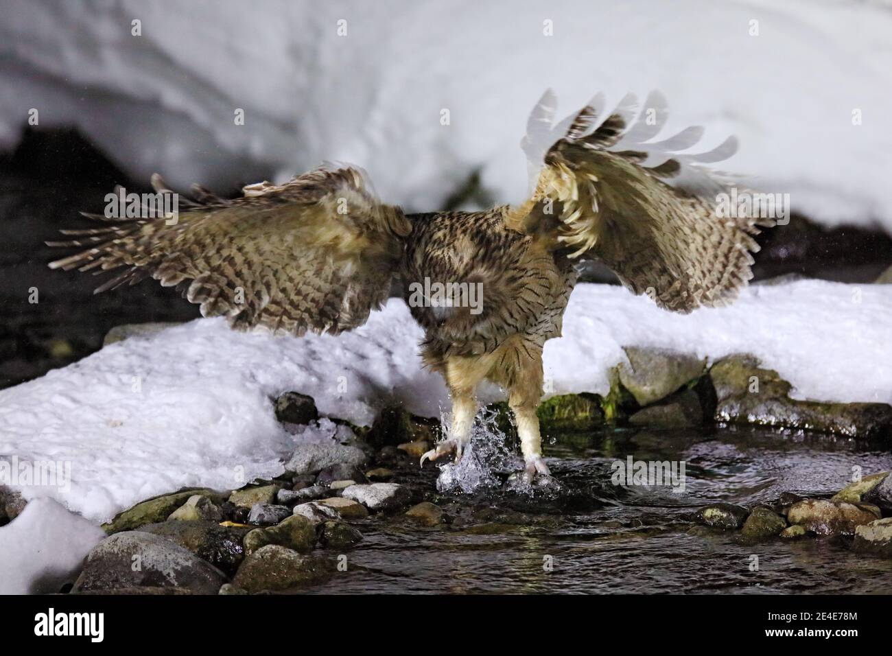 Il gufo di pesce di Blakiston, Bubo blakistoni, la più grande specie vivente di gufo di pesce, un sottogruppo di aquila. Caccia di uccelli in acqua fredda. Scena di fauna selvatica da winte Foto Stock