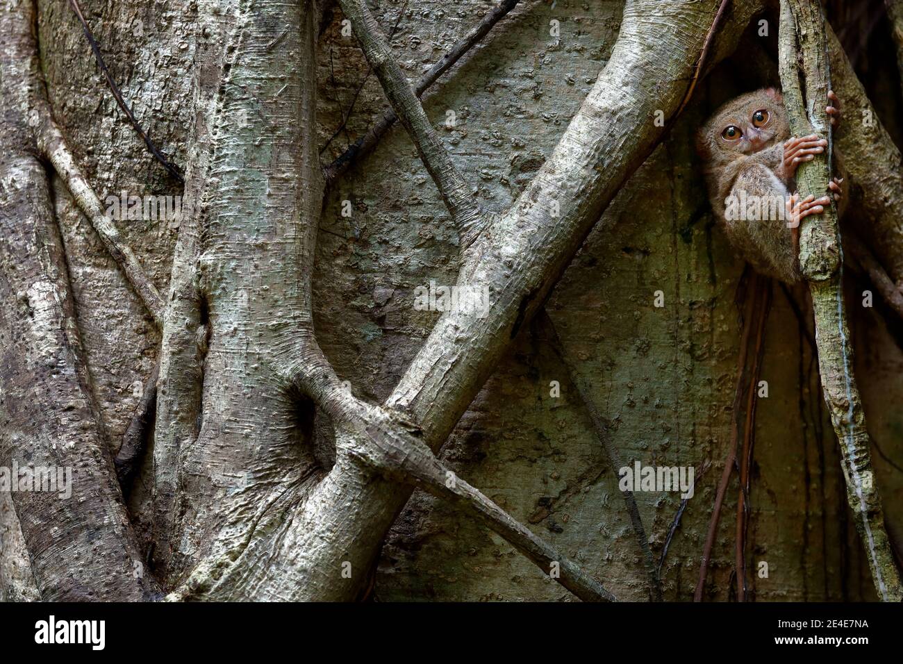 Tossier spettrale, spettro di Tarsi, ritratto di rari animali notturni, nell'habitat naturale, grande albero di ficus, Parco Nazionale di Tangkoko, Sulawesi, Indo Foto Stock