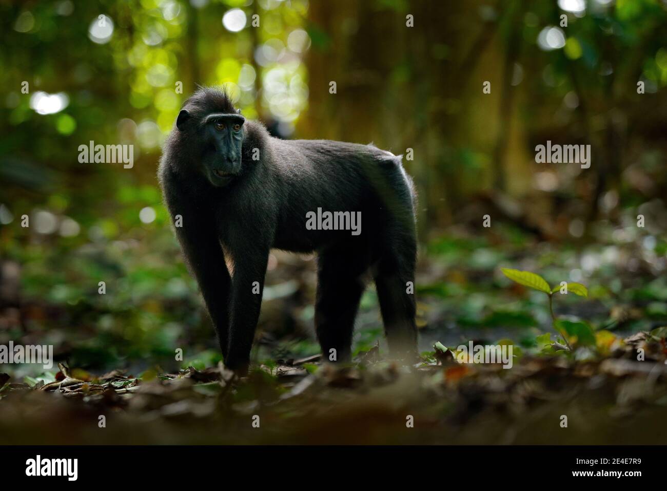Scimmia nella foresta scura. Celebes crested Macaque, Macaca nigra, seduto nell'habitat naturale, fauna selvatica dall'Asia, natura di Tangkoko su Sulawesi, Indon Foto Stock