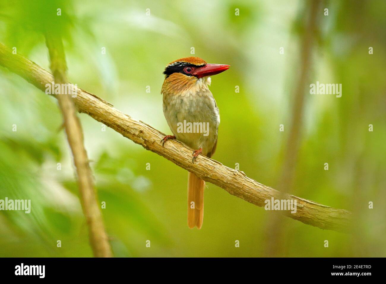 Kingfisher lilla-cheeked, Cittura cianotis, seduto sul ramo nella verde foresta tropicale. Bella giungla kingfisher, scena di fauna selvatica da Europa Foto Stock