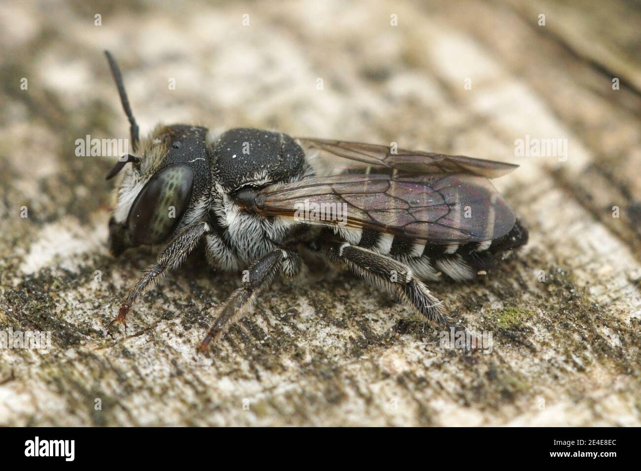 Una femmina di una piccola ape di foglia, Megachile apicalis Foto Stock