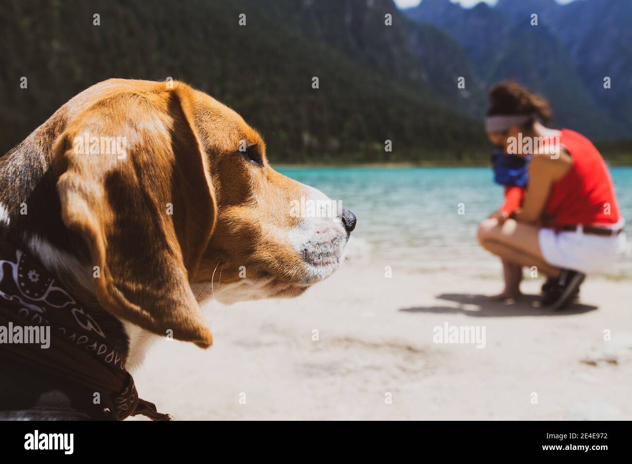 Beagle cercando da qualche parte dopo il bagno nel lago Foto Stock