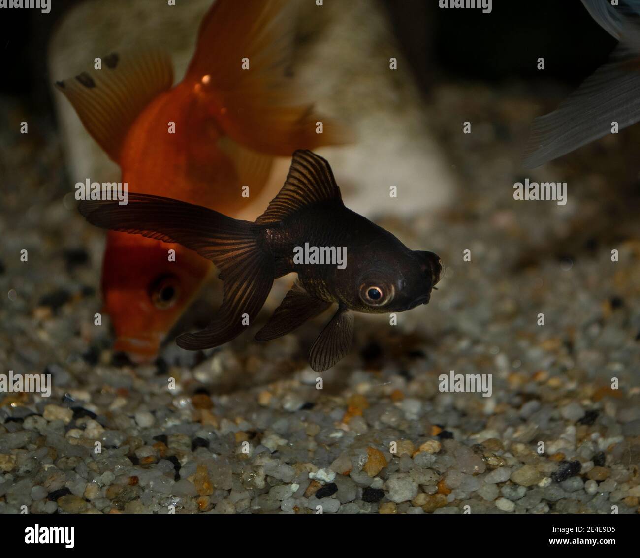 Pesci rossi (telescopio carassius auratus-nero) in un acquario d'acqua  dolce Foto stock - Alamy