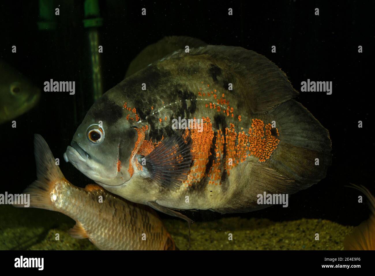Pesce Oscar Immagini e Fotos Stock - Alamy