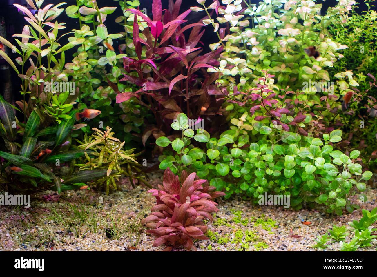 Acquario d'acqua dolce pieno di piante sott'acqua verde e rossa e. pesci  Foto stock - Alamy