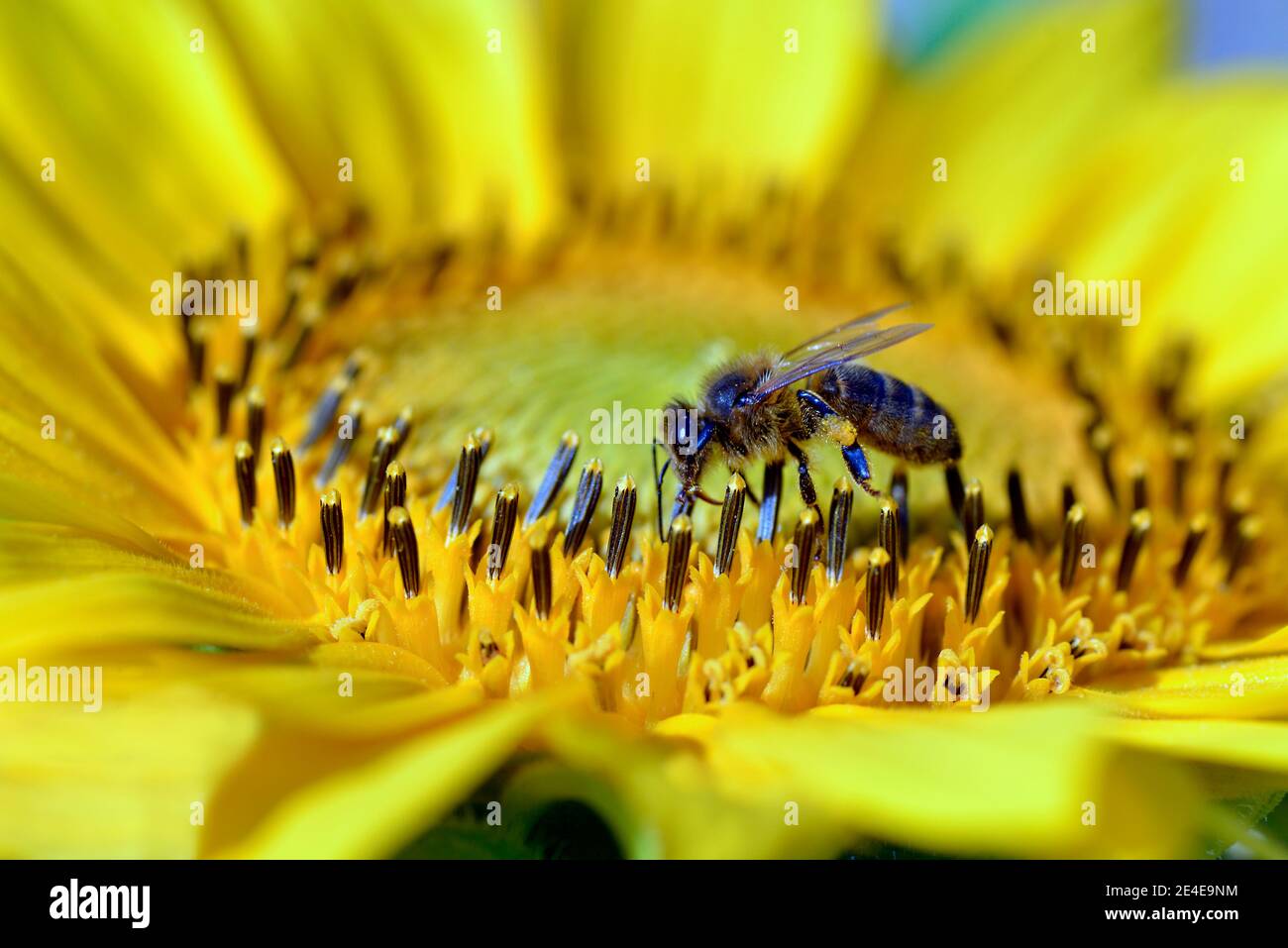 Macro di miele ape (API) che si nuda al girasole Foto Stock