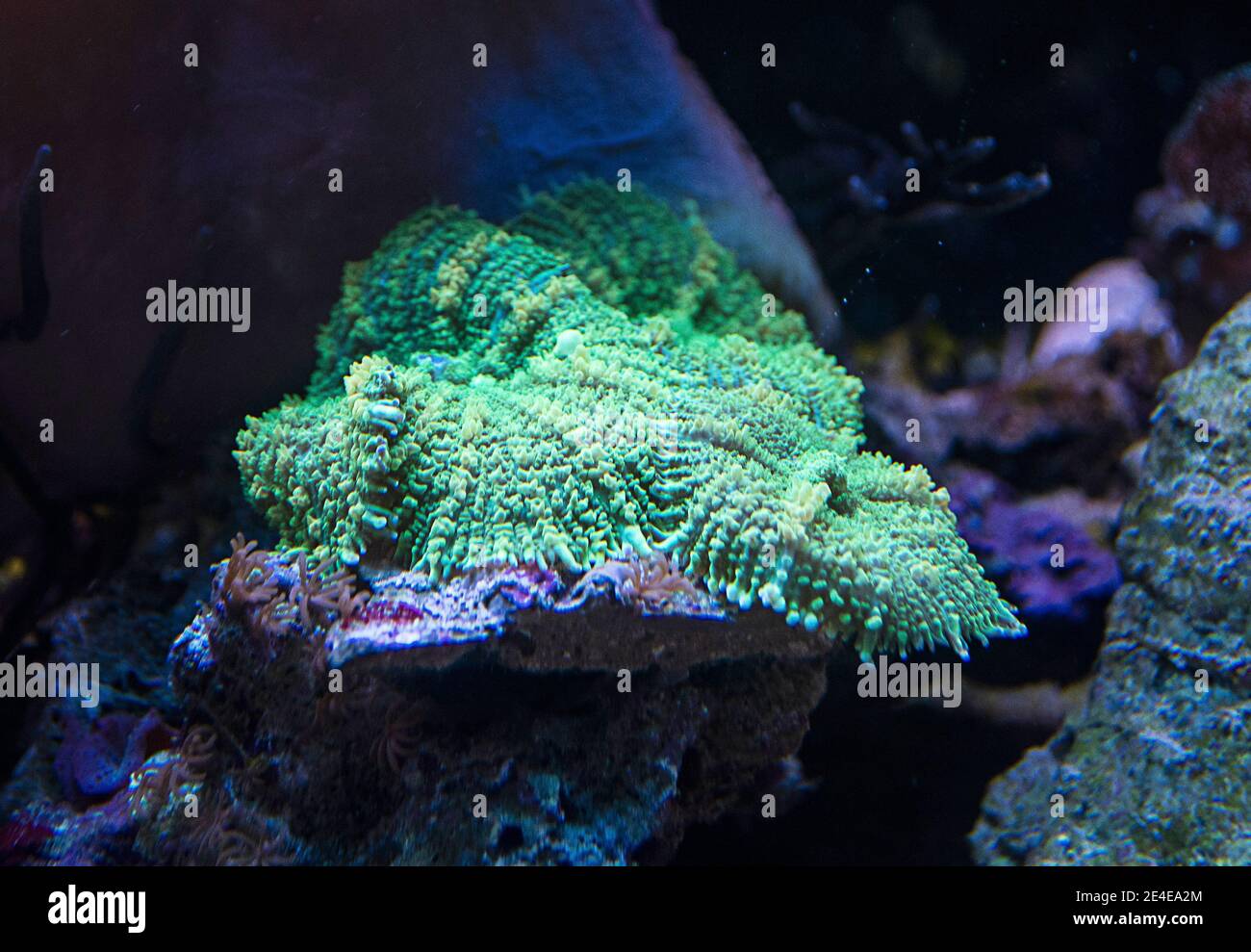 Plate Montipura sps corallo nella barriera corallina serbatoio di aqurium Foto Stock