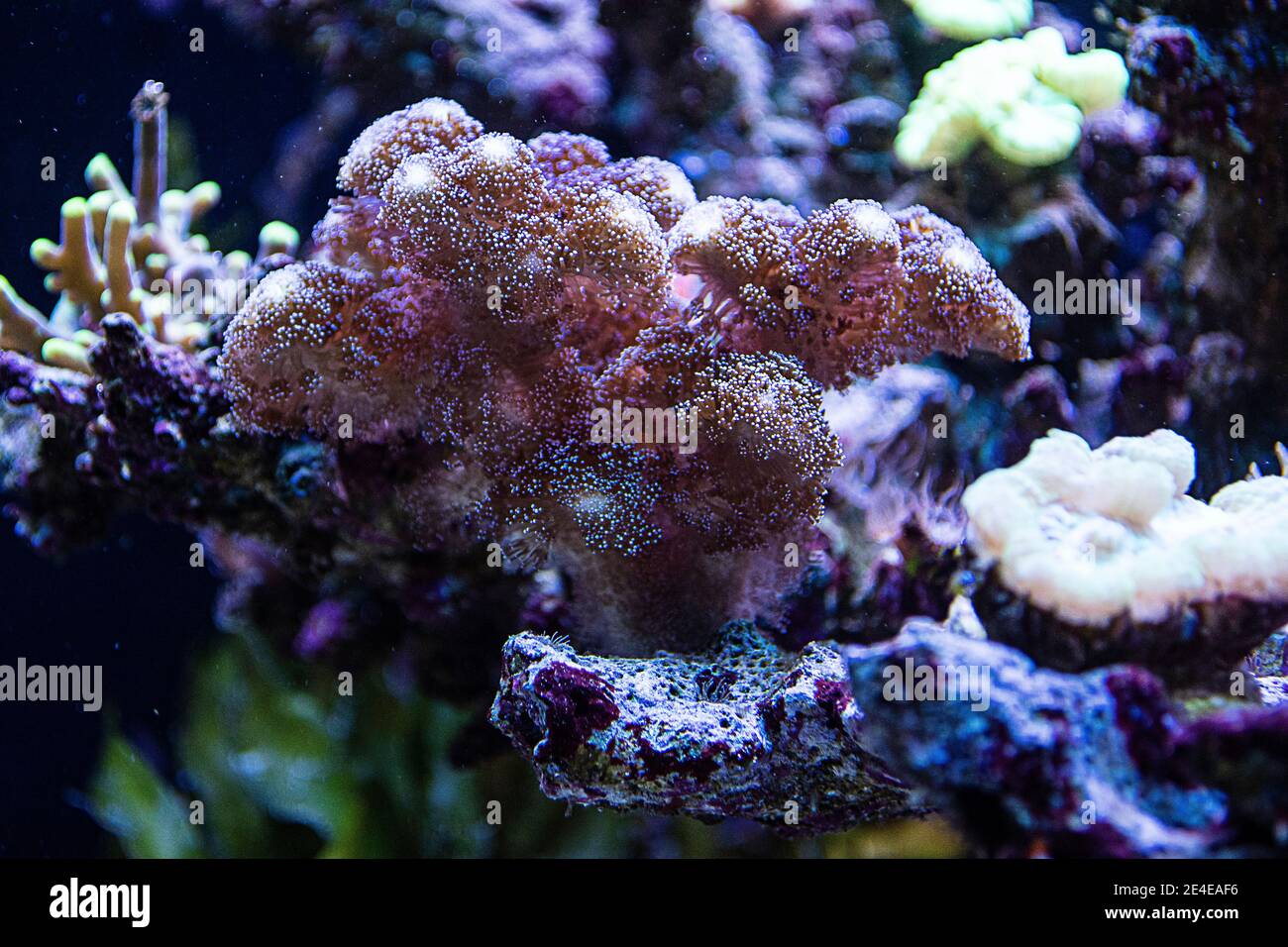 Reef Tank, acquario marino con diversi tipi di coralli Foto Stock