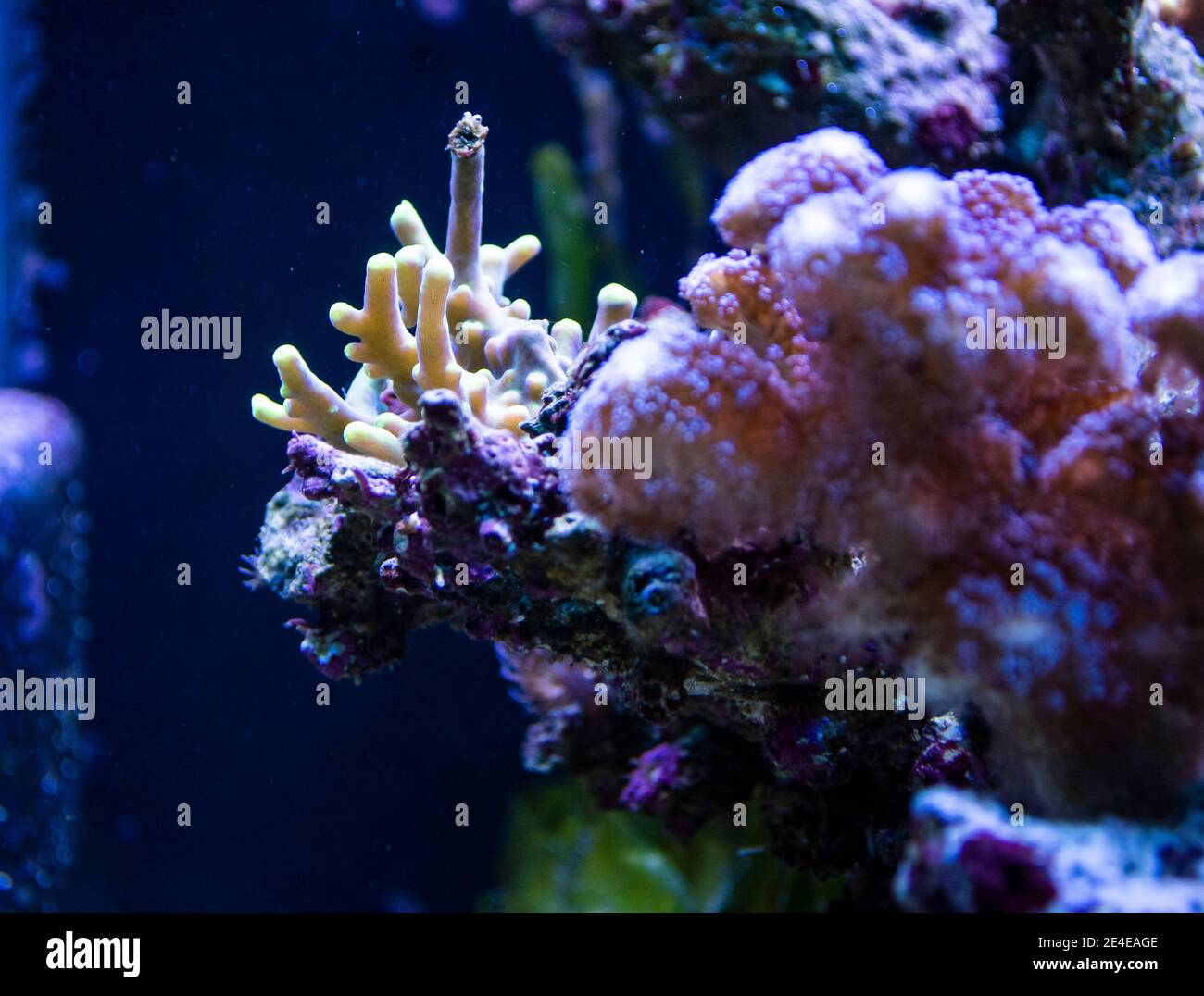 Reef Tank, acquario marino con diversi tipi di coralli Foto Stock