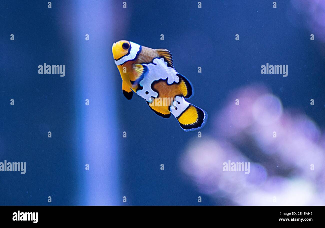 Pesce pagliaccio anfibio in Acquario marino (Nemo fish) Foto Stock