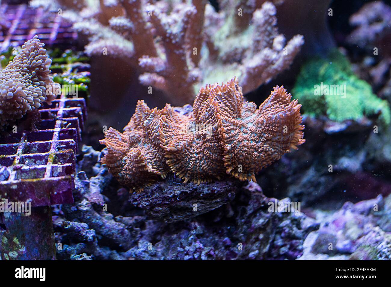 Reef Tank, acquario marino con diversi tipi di coralli Foto Stock