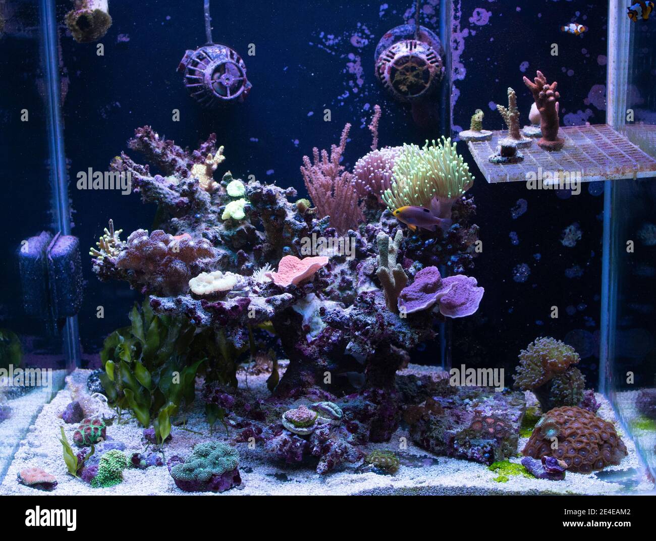 Vasca di reef, acquario marino, con diversi tipi di coralli e pesci Foto  stock - Alamy