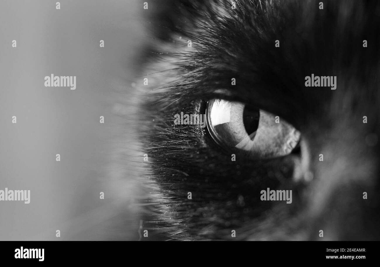 closeup bianco e nero dell'occhio del gatto, occhio di un gatto nero che ti guarda Foto Stock