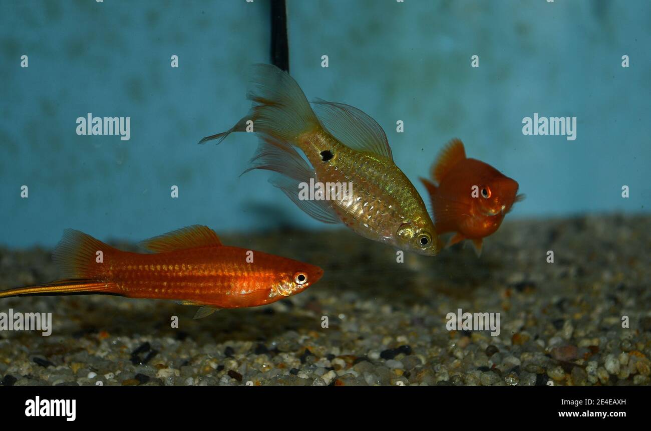 Xiphophorus hellerii (coda di spada) e barb rosato (punzio conchonius) nuoto in acquario tropicale Foto Stock