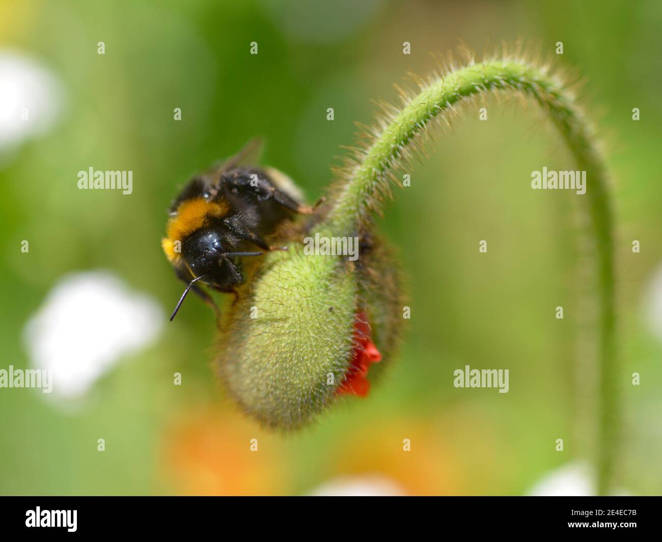 Macro di bumblebee (Bombus) su hairy bud semi di papavero Foto Stock