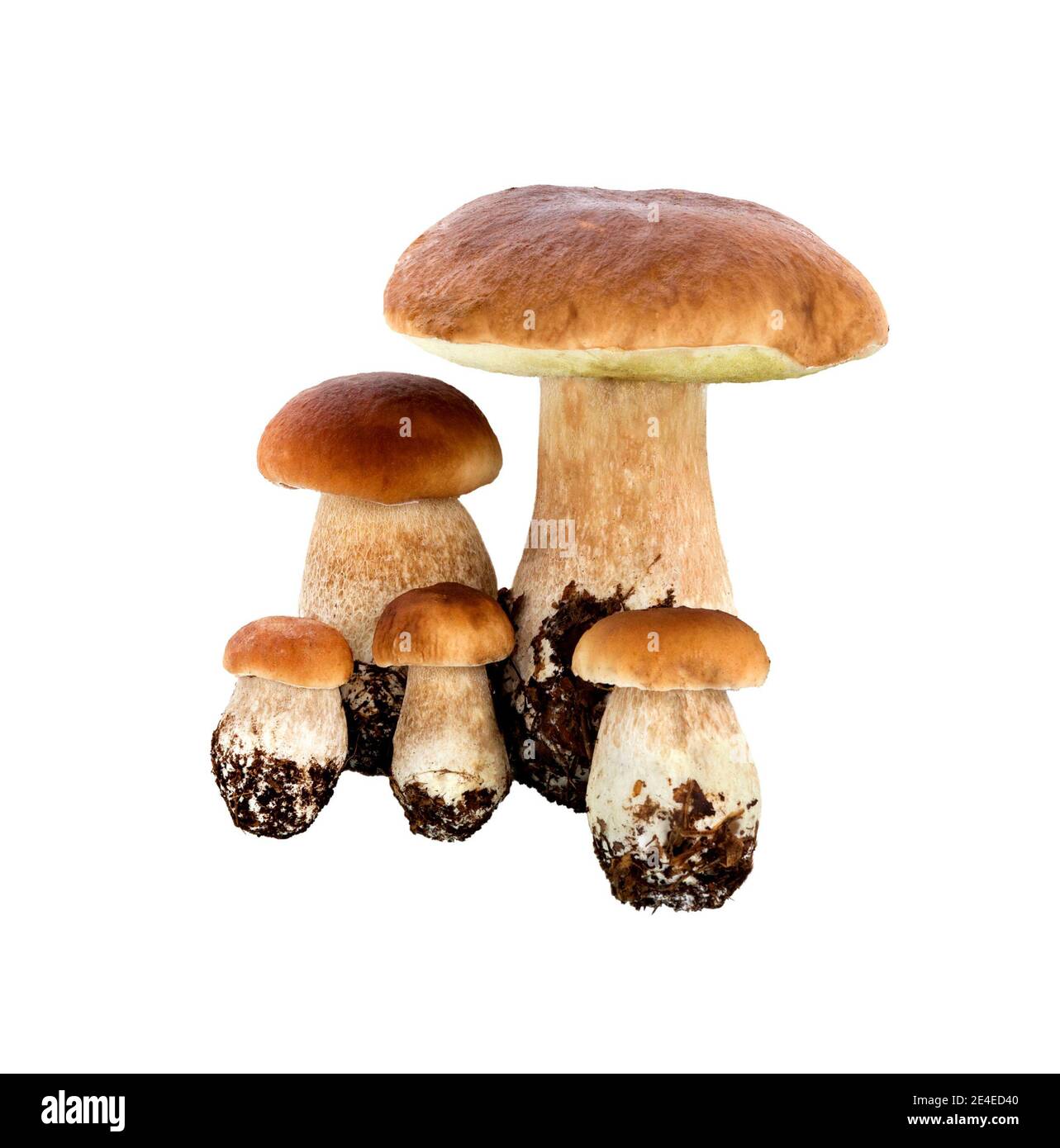 Funghi di bosco - Boletus edulis, isolato su sfondo bianco. Ceps o funghi porcini. Foto Stock