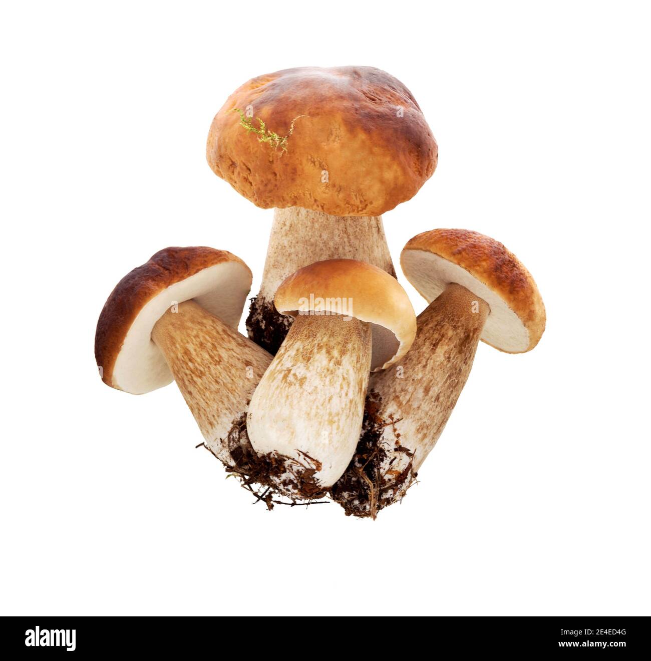 Funghi di bosco - Boletus edulis, isolato su sfondo bianco. Ceps o funghi porcini. Foto Stock