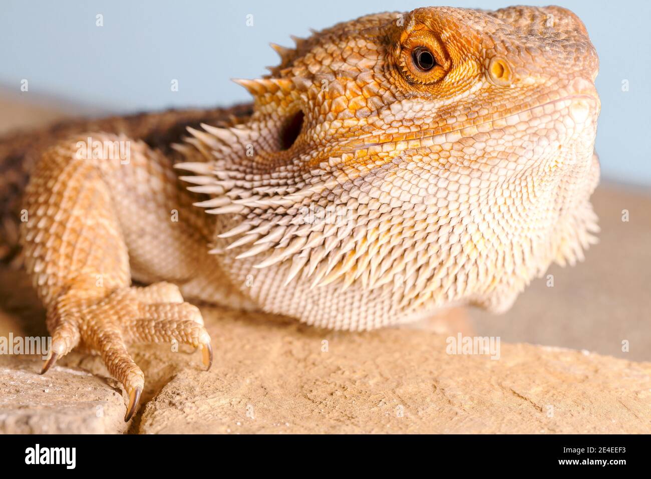 Pogona Vitticeps ritratto, primo piano Foto Stock