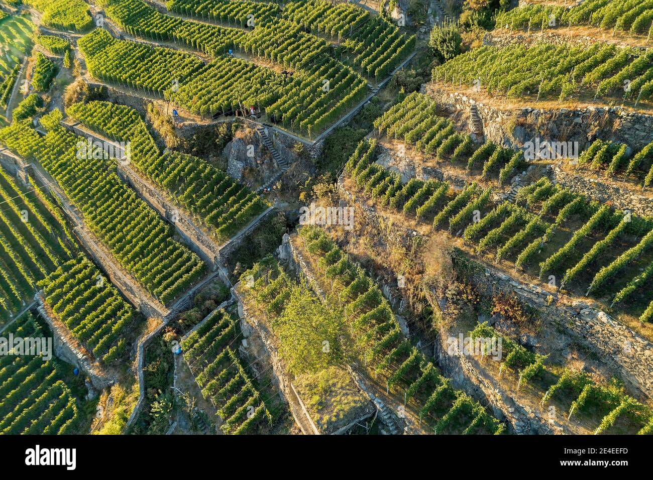 Valtellina vista aerea autunnale vigneto Foto Stock