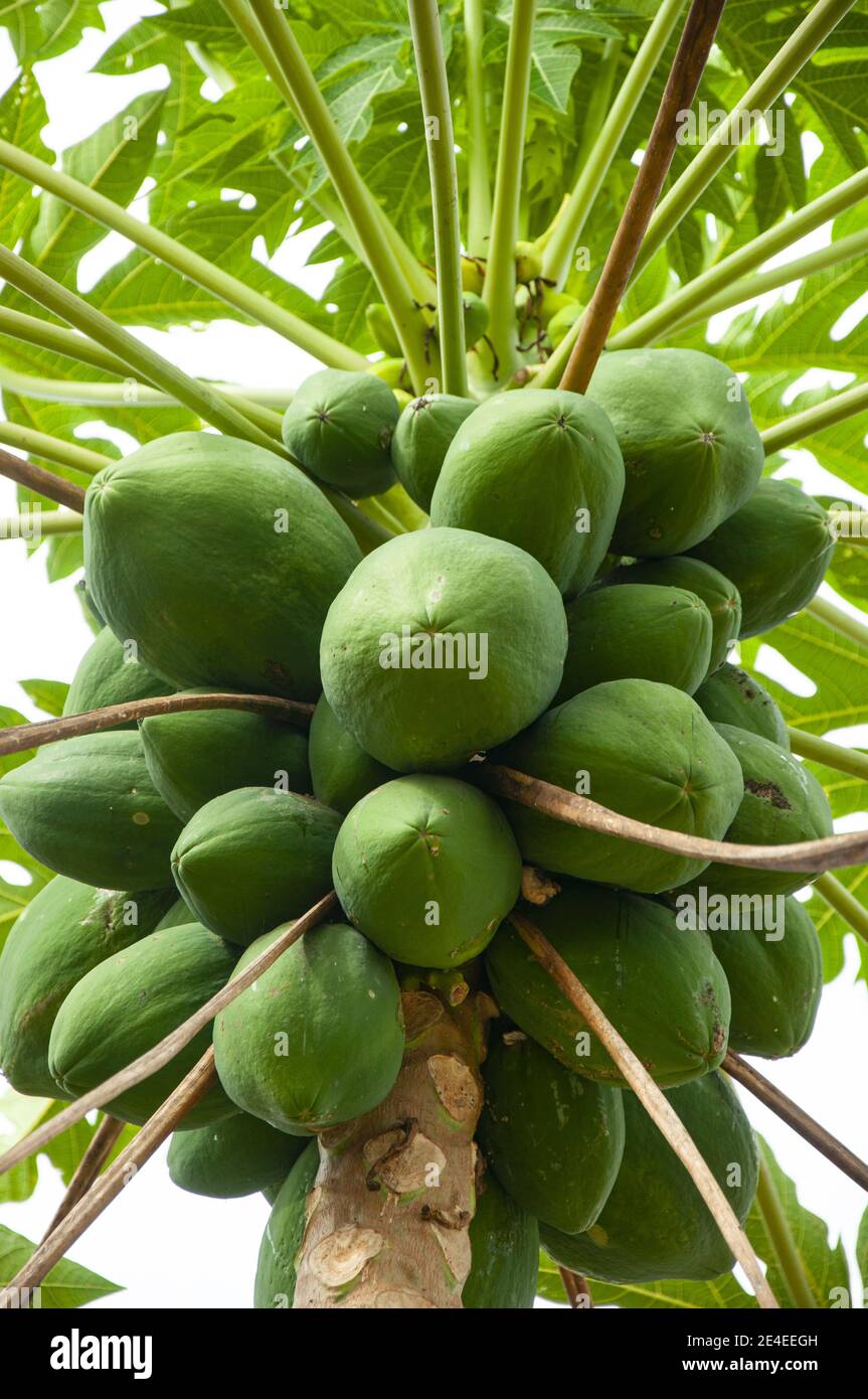 Immagine in primo piano verticale di noci di cocco verdi su un albero Foto Stock