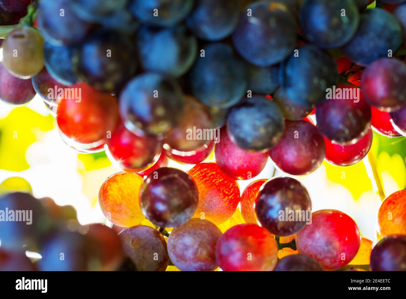 mazzo di uve multicolore, primo piano Foto Stock