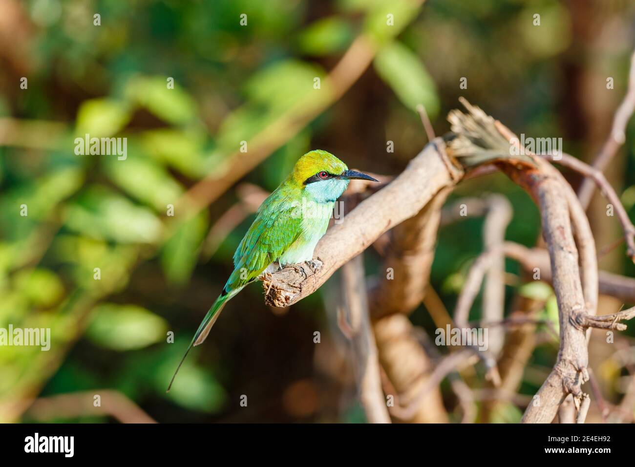 Un colorato ape-mangiatore verde (Merops orientalis) che perching su un ramo visto in un safari della fauna selvatica, Udawalawe National Park, Sri Lanka Foto Stock