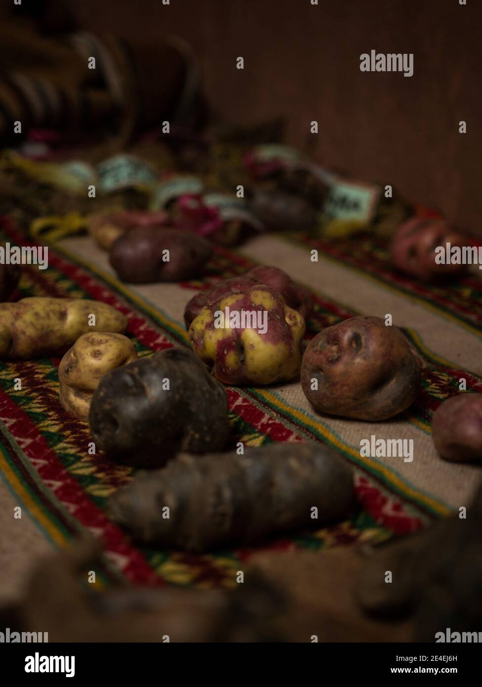 Vista in primo piano di diversi tipi di nativi locali Varietà di raccolta delle patate nel museo delle patate di Palccoyo Cuzco Perù Sud America Foto Stock